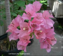 Bougainvillea sp. (Cultivated) 4   (click for a larger preview)