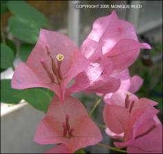 Bougainvillea sp. (Cultivated) 5   (click for a larger preview)