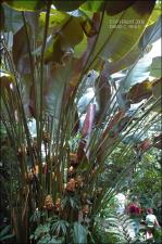 Calathea princeps (Cultivated )   (click for a larger preview)