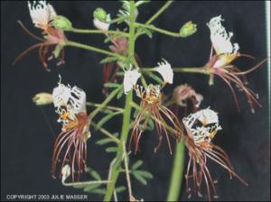 Polanisia erosa (Native)   (click for a larger preview)