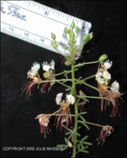 Polanisia erosa (Native) 2   (click for a larger preview)