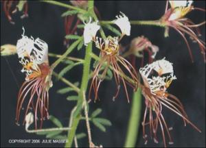 Polanisia erosa (Native) 3   (click for a larger preview)