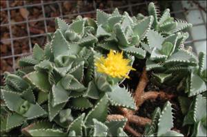 Faucaria sp. (Cultivated)   (click for a larger preview)