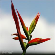 Heliconia hirsuta (Cultivated)   (click for a larger preview)