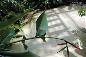 Heliconia hirsuta (Cultivated )   (click for a larger preview)
