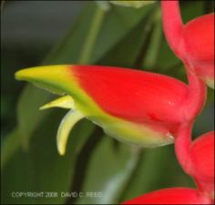 Heliconia rostrata (Cultivated) 3   (click for a larger preview)