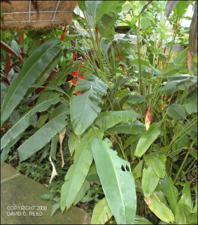 Heliconia rostrata (Cultivated) 4   (click for a larger preview)