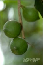 Macadamia integrifolia (Cultivated) 2   (click for a larger preview)