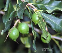 Macadamia integrifolia (Cultivated) 4   (click for a larger preview)