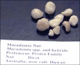 Macadamia sp. (Cultivated)   (click for a larger preview)
