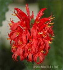 Pachystachys coccinea (Cultivated)   (click for a larger preview)