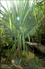 Pandanus sp. (Cultivated) 2   (click for a larger preview)