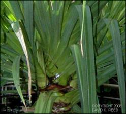 Pandanus sp. (Cultivated) 3   (click for a larger preview)