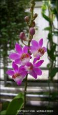 x Doritaenopsis sp. between Doritis and Phalaenopsis (Cultivated)   (click for a larger preview)