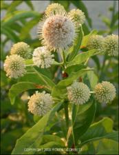 Cephalanthus occidentalis (Native) 13   (click for a larger preview)