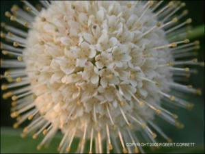 Cephalanthus occidentalis (Native) 14   (click for a larger preview)