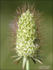 Scabiosa atropurpurea (Introduced) 6   (click for a larger preview)