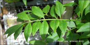 Pandorea pandorana (Cultivated)   (click for a larger preview)