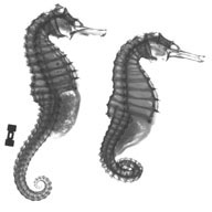 Syngnathidae; Hippocampus erectus TCWC 7331.06   (click for a larger preview)