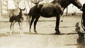 Mare and Colt Sirred By "Pat"   (click for a larger preview)