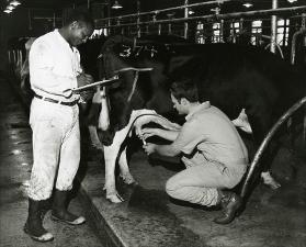 Veterinary Student Examines Dairy Cow   (click for a larger preview)
