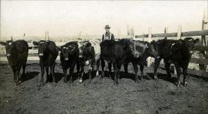 Cattle in a Corral   (click for a larger preview)