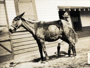 Mule with Student   (click for a larger preview)