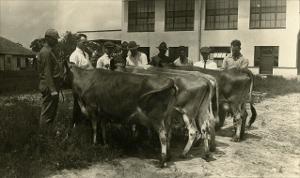 Students with Cattle   (click for a larger preview)