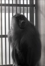 Primates in a Cage, number 03   (click for a larger preview)