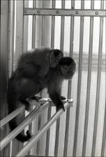 Primates in a Cage, number 12   (click for a larger preview)