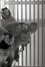 Primates in a Cage, number 13   (click for a larger preview)