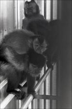 Primates in a Cage, number 14   (click for a larger preview)