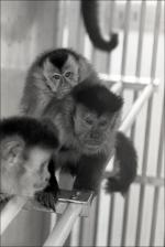 Primates in a Cage, number 15   (click for a larger preview)