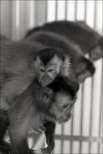 Primates in a Cage, number 16   (click for a larger preview)