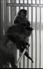 Primates in a Cage, number 17   (click for a larger preview)