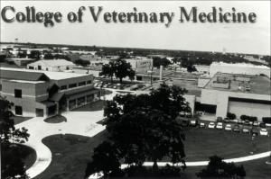 Veterinary Buildings - View from Research building   (click for a larger preview)