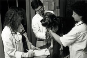 Canine Examination, number 01   (click for a larger preview)