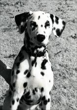 Dalmation   (click for a larger preview)