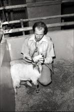 Man in an Animal Stall with a Goat, number 2   (click for a larger preview)