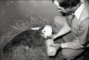 Man in an Animal Stall Feeding a Calf, number 1   (click for a larger preview)
