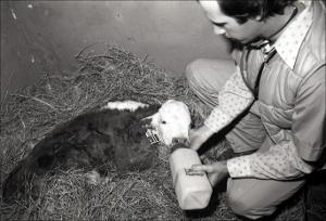 Man in an Animal Stall Feeding a Calf, number 2   (click for a larger preview)