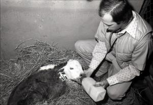 Man in an Animal Stall Feeding a Calf, number 3   (click for a larger preview)