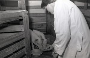 Man Feeds two Pigs, number 1   (click for a larger preview)