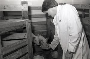 Man Feeds two Pigs, number 2   (click for a larger preview)