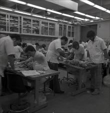 Anatomy Lab Dissections, number 07   (click for a larger preview)