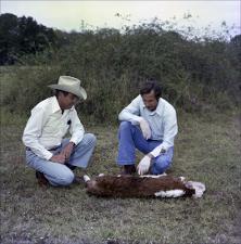 Two Men with a Dead Calf, number 2   (click for a larger preview)
