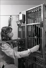 Lab Worker with Monkey in a Cage, number 2   (click for a larger preview)