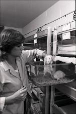 Lab Worker with Rats, number 1   (click for a larger preview)