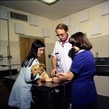 Canine Gets an Injection, number 02   (click for a larger preview)
