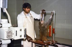 Monkey used in laboratory testing   (click for a larger preview)